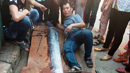 Cá mái chèo dài 3,6 mét còn sống dạt vào bờ biển