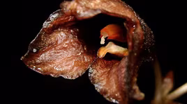 Phát hiện "phong lan ma" cực dị ở Indonesia