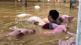 4000 con lợn chết nổi trắng mặt nước ở Thanh Hóa