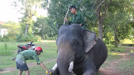 Lần đầu tiên tổ chức triển lãm voi Tây Nguyên tại Hà Nội