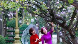 300 cây hoa ban Tây Bắc sẽ cùng khoe sắc tại Bảo tàng Hà Nội