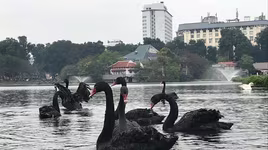 Chuyển 12 con thiên nga từ hồ Hoàn Kiếm về hồ Thiền Quang