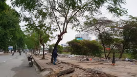 Sở Giao thông Hà Nội lý giải về số kinh phí di chuyển, chặt hạ 476 cây xanh trên đường Láng
