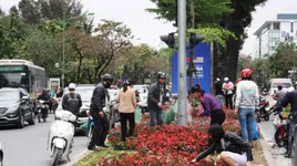 Vụ "hôi hoa" trên đường Kim Mã: Người lấy được "bật đèn xanh" hay tự ý?