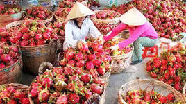 Nông nghiệp chịu tổn thương nặng nề do virus Corona