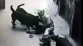 Chó pitbull tấn công, cắn chết người: Ai chịu trách nhiệm?