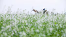 Có một Mộc Châu giữa lòng Hà Nội 