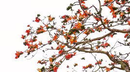 Hà Nội rực đỏ mùa hoa gạo