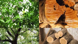 Loại cây ‘triệu đô’ được cả thế giới săn lùng 