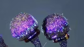 Ngắm mãi không chán loài nấm được mệnh danh đẹp nhất thế giới