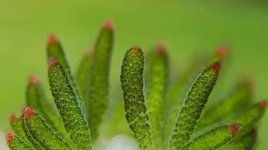 Loài sên biển đẹp lạ lùng chỉ ăn duy nhất 1 lần trong đời và có thể quang hợp