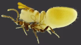 Loài côn trùng rất giống mối, lười biếng và láu cá nhất hành tinh