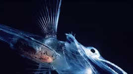 Top những loài sinh vật có cơ thể trong suốt, lấp lánh như thủy tinh 