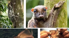 Khám phá loài chồn "biết bay" nằm trong Sách Đỏ của Việt Nam