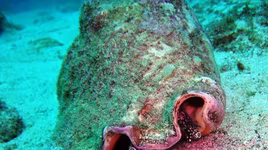 Những loài động vật có khả năng tái sinh siêu phàm, sống sót trong không gian