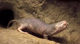 Giải mã bí ẩn về chuột chũi Đông Phi có thể sống sót gần 20 phút mà không cần oxy