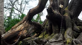 Câu chuyện bí ẩn cây sồi già bị xiềng xích mang “lời nguyền” ám ảnh hàng trăm năm