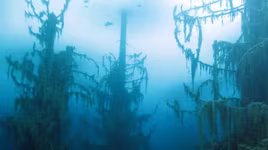 Hồ kỳ lạ nhất thế giới nơi có khu rừng dưới nước