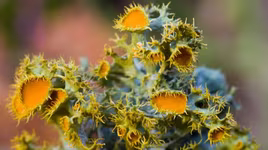 Điểm tên các loài địa y đẹp và kỳ lạ nhất thế giới