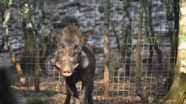 Những loài lợn rừng đang đứng trước nguy cơ tuyệt chủng 