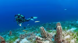 Loài trai 'nhả tơ vàng' tưởng đã tuyệt chủng, bất ngờ xuất hiện