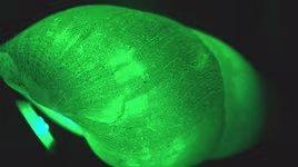 Khả năng kỳ lạ của những loài ốc sên