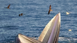 Những loài động vật có miệng siêu rộng