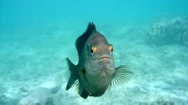 Những loài cá có khả năng đặc biệt đến khó tin