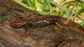 Loài cá cóc sần cực đẹp và hiếm được phát hiện ở độ cao gần 2000m