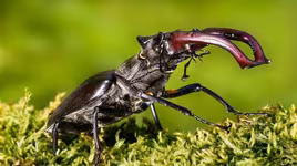 Loài bọ quý hiếm được giới thượng lưu săn lùng làm thú cưng