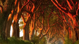 Mê mẩn những đường hầm cây xanh đẹp trên thế giới