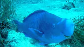 Kinh ngạc loài cá lạ "sản xuất cát" cho đại dương