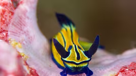 Điểm tên những loài sên biển đẹp nhất dưới lòng đại dương