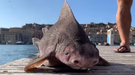 Loài thủy quái có hình thù kỳ lạ, răng sắc như dao, sống ở đáy đại dương