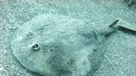 Những loài động vật dùng điện làm vũ khí săn mồi