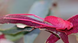 Mang gen đột biến, loài châu chấu màu hồng cực kỳ quý hiếm