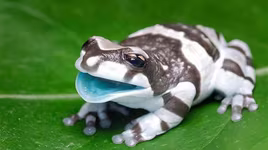 Độc đáo loài ếch tiết ra “sữa” mỗi khi bị căng thẳng