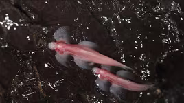 Loài cá độc đáo không có mắt và có khả năng bơi ở các dòng thác