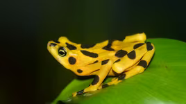 Khám phá những loài ếch trên thế giới 