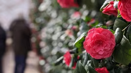 Loài hoa chỉ xuất hiện ở hai địa điểm duy nhất trên thế giới