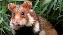 Những điều thú vị về các loài thuộc họ nhà chuột hamster