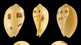 Chiêm ngưỡng vẻ đẹp của các loài ốc biển trên thế giới