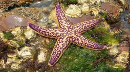 Những loài vật di chuyển chậm nhất hành tinh 