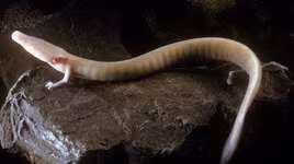 Bí ẩn về loài "rồng non" có thể sống tới 100 tuổi