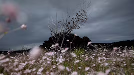 Loài hoa tuyệt đẹp chỉ xuất hiện sau những vụ cháy rừng