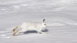 Điểm tên các loài thỏ hoang dã trên toàn thế giới