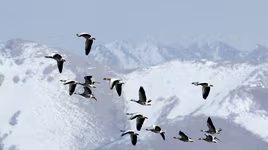 Loài chim duy nhất có thể chinh phục được dãy núi Himalaya