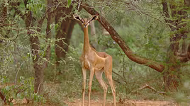 Sự kỳ lạ về loài linh dương cổ dài không cần uống nước 