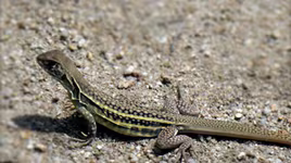 Khám phá loài nhông cát độc đáo ở Việt Nam