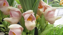 Độc đáo loài hoa lan hình chiếc "nôi em bé"